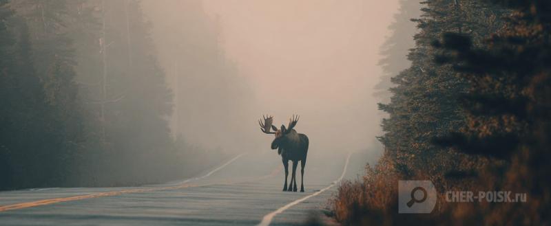 Нейросеть Midjourney