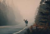 Нейросеть Midjourney