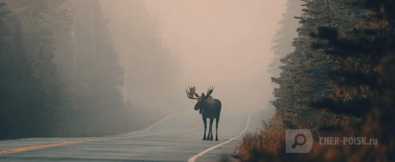 Нейросеть Midjourney
