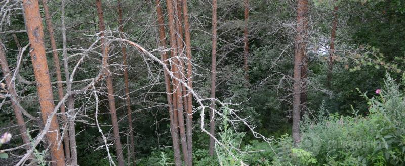 Череповец-поиск