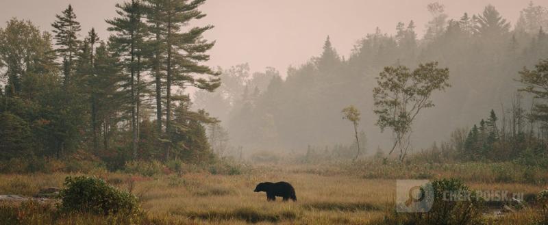 Нейросеть Midjourney