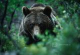 Нейросеть Midjourney