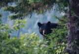 Нейросеть Midjourney