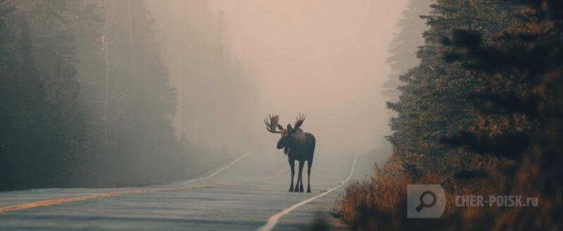 Нейросеть Midjourney