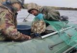 cherinfo.ru