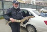 Собравшийся переехать с Вологодчины в Сочи мужчина пришёл в полицию с крокодилом