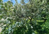 В Комсомольском парке расцвели яблони