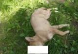 Свидетелей живодерства над щенком ищут в Череповце