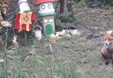 Очередную «домашнюю» лису наблюдали дачники под Великим Устюгом (ФОТО, ВИДЕО)