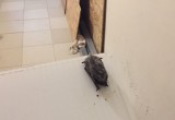 К жителям дома на Раахе залетела летучая мышь