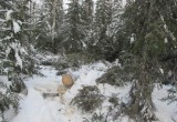Черный лесоруб хотел вывести два десятка срубленных деревьев, но попался с поличным