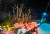 Подсветку деревьев в Череповце не будут убирать до конца зимы