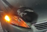 В Череповце на проспекте Победы иномарка сбила пешехода-нарушителя