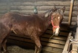 Зоозащитники из Череповца спасли тамбовского жеребенка, которого должны были отправить на мясокомбинат