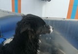 Череповецкие спасатели сняли собаку со льдины в районе городского порта