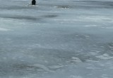 Череповецкие спасатели сняли собаку со льдины в районе городского порта