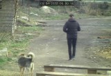 Приют для бездомных животных в Череповце подвергся нападению неадекватных наркоманов
