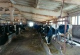 Комиссия не нашла нарушений в работе колхоза с исхудавшими коровами под Череповцом
