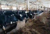 Комиссия не нашла нарушений в работе колхоза с исхудавшими коровами под Череповцом