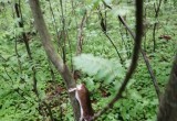 В лесах под Череповцом обнаружен неизвестный зверек