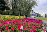 Работы по озеленению города завершаются в Череповце