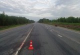 В июне на дорогах Череповецкого района сбили четырех лосей