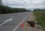 В июне на дорогах Череповецкого района сбили четырех лосей