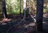 В Вологодской области произошел четвертый с начала года лесной пожар