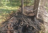 Шесть лесных пожаров произошло на территории Вологодской области с начала года
