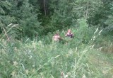В лесах и болотах Череповецкого района вторую неделю ищут дезориентированную старушку