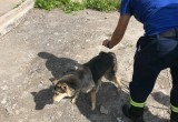 В Череповце спасатели вытащили собаку из канализационного люка