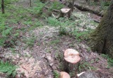 В Вологодской области с поличным задержан очередной черный лесоруб