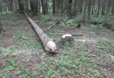 В Вологодской области с поличным задержан очередной черный лесоруб