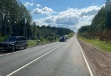 Лось погиб после столкновения с автомобилем на одной из федеральных трасс в Вологодской области