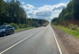 Лось погиб после столкновения с автомобилем на одной из федеральных трасс в Вологодской области