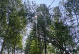Несколько населенных пунктов под Череповцом снова остались без света из-за разгула стихии