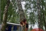 В Шекснинском районе ураган ломал деревья и поднимал теплицы