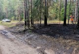 Дети подожгли лес в Кадуйском районе
