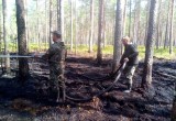 В Вологодской области горит полтора гектара леса