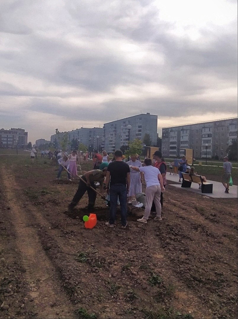 В новом сквере на Годовикова высадили 30 молодых кленов | 27.08.2022 |  Череповец - БезФормата