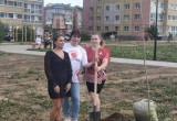 В новом сквере на Годовикова высадили 30 молодых кленов