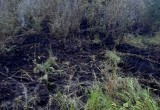В Вологодской области продолжает гореть лес: накануне обнаружили сразу три пожара