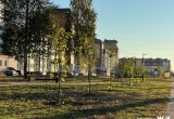 На улицах Череповца появится больше 700 новых деревьев