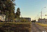 На улицах Череповца появится больше 700 новых деревьев