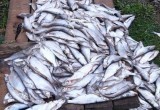 Двое браконьеров выловили сетями 628 рыб из Белого озера
