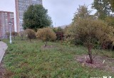 Этой осенью на улицах Череповца будет высажено почти 600 деревьев