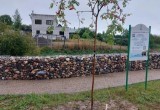 Этой осенью на улицах Череповца будет высажено почти 600 деревьев