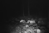Фотоловушка в национальном парке «Русский Север» показала, что творится на болотах во мраке ночи