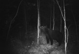 Фотоловушка в национальном парке «Русский Север» показала, что творится на болотах во мраке ночи