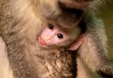 В вологодском Ботаническом саду появилась на свет маленькая обезьянка 